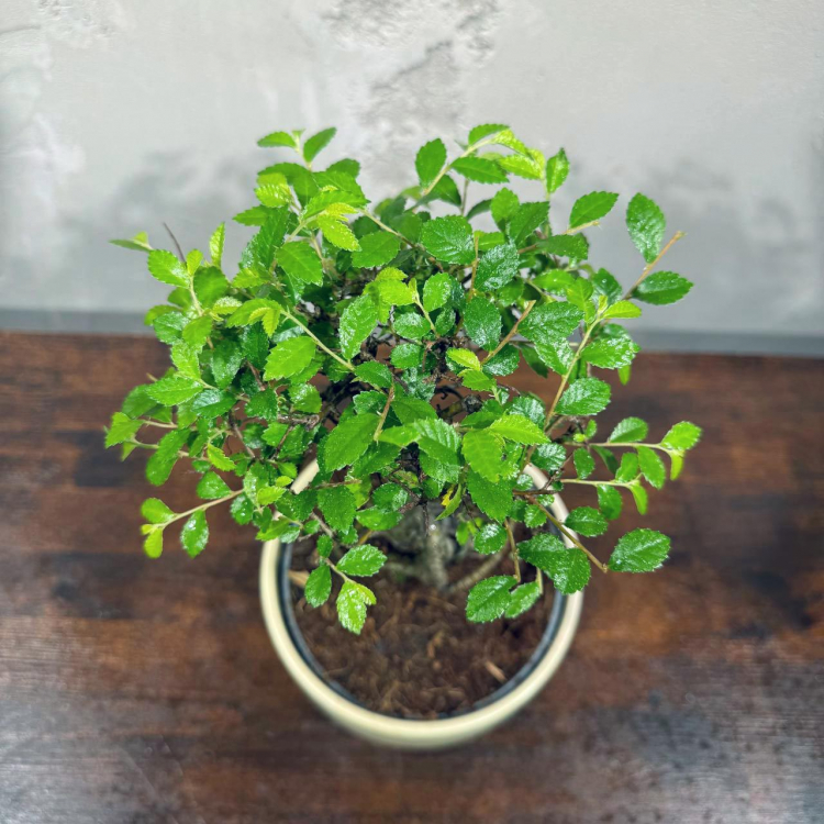 Бонсай Вяз в кашпо