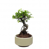 Бонсай Вяз в кашпо