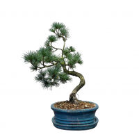 Бонсай  -  Японская Белая Сосна 16 лет