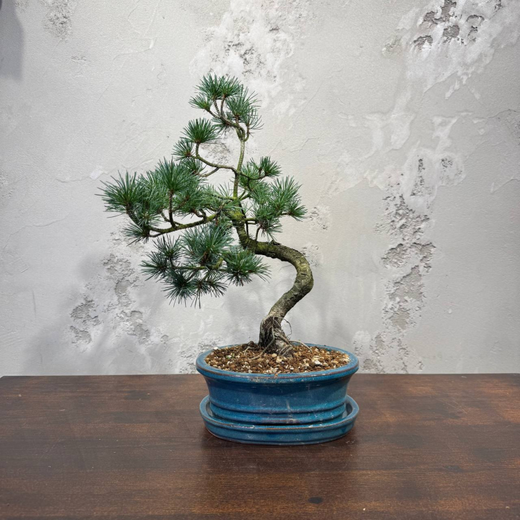 Бонсай  -  Японская Белая Сосна 16 лет