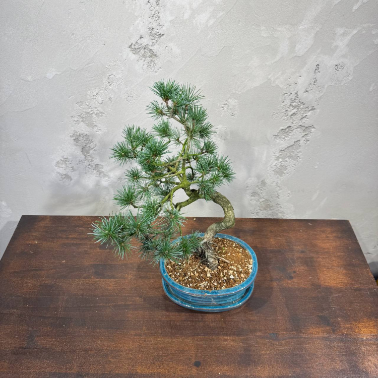 Бонсай  -  Японская Белая Сосна 16 лет