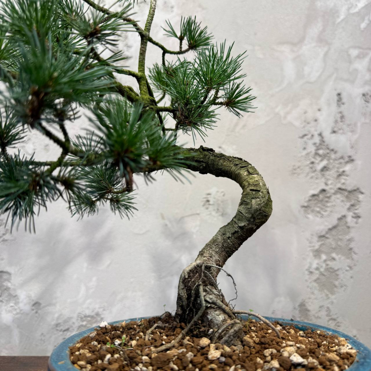 Бонсай  -  Японская Белая Сосна 16 лет