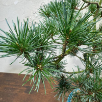 Бонсай  -  Японская Белая Сосна 16 лет