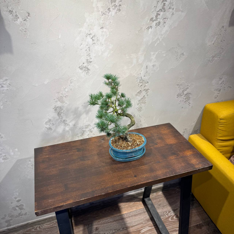 Бонсай  -  Японская Белая Сосна 16 лет