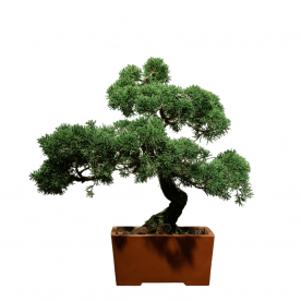 Бонсай Можжевельник Коллекционный 45 лет