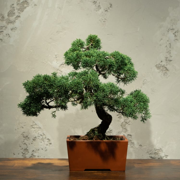 Бонсай Можжевельник Коллекционный 45 лет