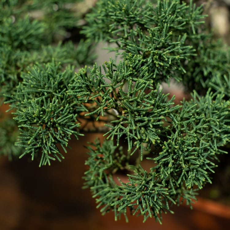 Бонсай Можжевельник Коллекционный 45 лет