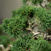 Бонсай Можжевельник Коллекционный 45 лет