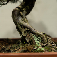 Бонсай Можжевельник Коллекционный 45 лет