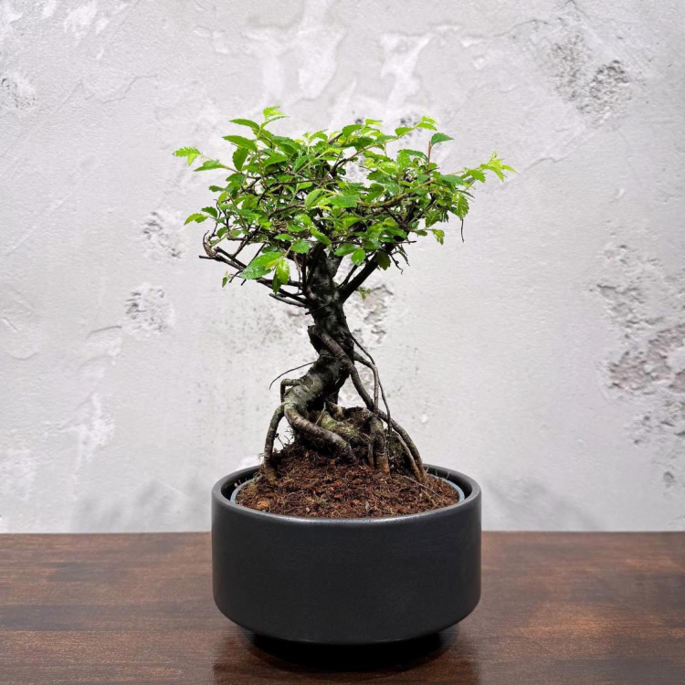 Бонсай Вяз в кашпо Бонсай Вяз в кашпо