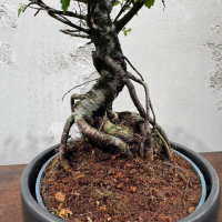 Бонсай Вяз в кашпо Бонсай Вяз в кашпо
