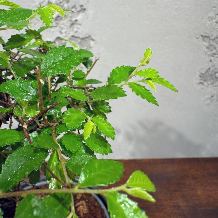 Бонсай Вяз в кашпо Бонсай Вяз в кашпо