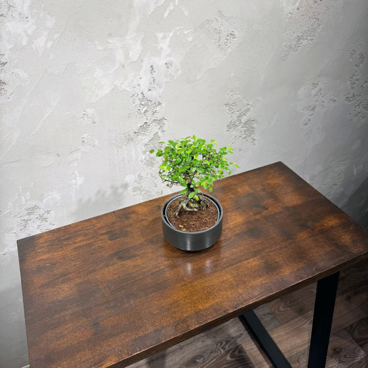 Бонсай Вяз в кашпо Бонсай Вяз в кашпо