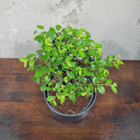 Бонсай Вяз в кашпо Бонсай Вяз в кашпо