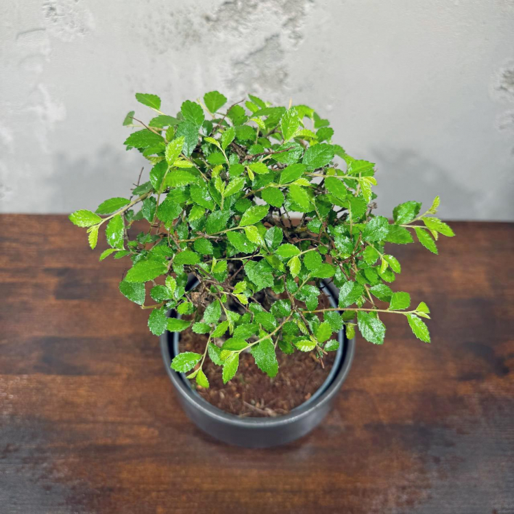 Бонсай Вяз в кашпо Бонсай Вяз в кашпо