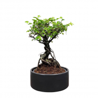 Бонсай Вяз в кашпо Бонсай Вяз в кашпо