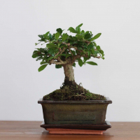 Бонсай Кармона с прямым стволом 5 лет Бонсай Кармона с прямым стволом 5 лет