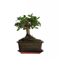Бонсай Кармона с прямым стволом 5 лет Бонсай Кармона с прямым стволом 5 лет