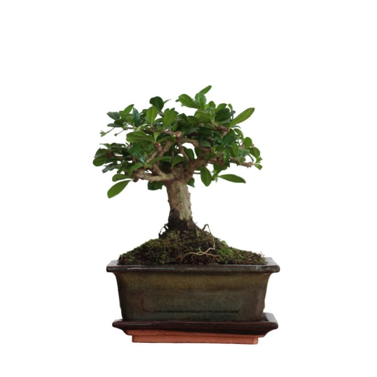 Бонсай Кармона с прямым стволом 5 лет Бонсай Кармона с прямым стволом 5 лет