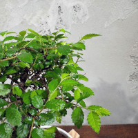 Бонсай Вяз эксклюзив в кашпо