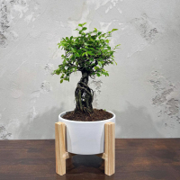 Бонсай Вяз эксклюзив в кашпо