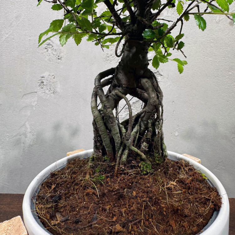 Бонсай Вяз эксклюзив в кашпо