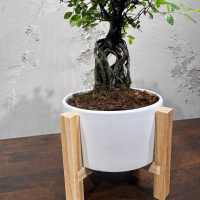 Бонсай Вяз эксклюзив в кашпо