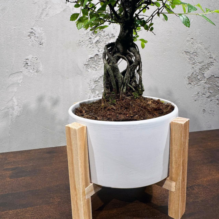 Бонсай Вяз эксклюзив в кашпо