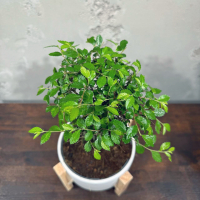 Бонсай Вяз эксклюзив в кашпо