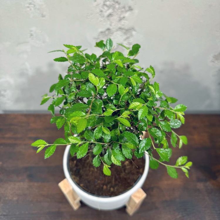 Бонсай Вяз эксклюзив в кашпо