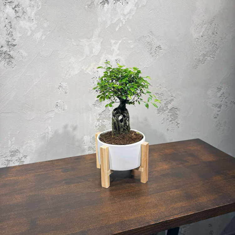 Бонсай Вяз эксклюзив в кашпо