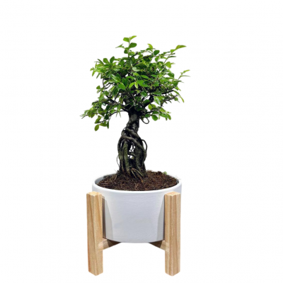 Бонсай Вяз эксклюзив в кашпо