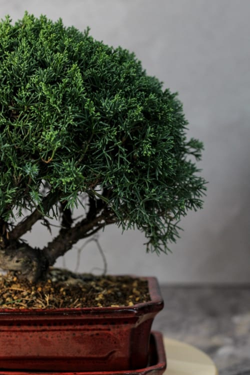 Зимовка Зимовка