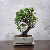 Бонсай Денежное Дерево 20 лет Бонсай Денежное Дерево 20 лет