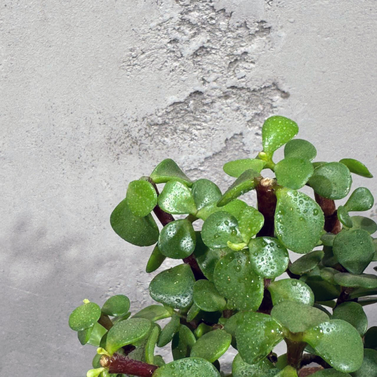 Бонсай Денежное Дерево 20 лет Бонсай Денежное Дерево 20 лет