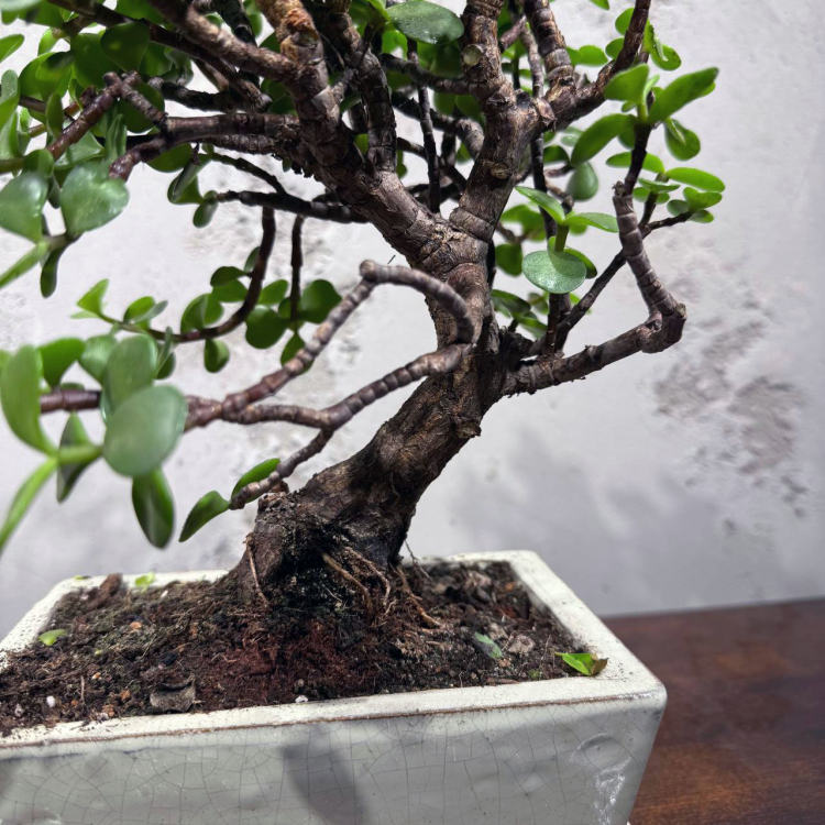 Бонсай Денежное Дерево 20 лет Бонсай Денежное Дерево 20 лет