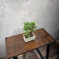 Бонсай Денежное Дерево 20 лет Бонсай Денежное Дерево 20 лет