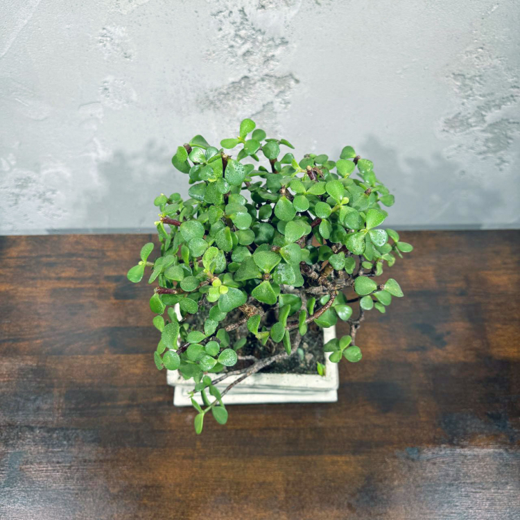 Бонсай Денежное Дерево 20 лет Бонсай Денежное Дерево 20 лет