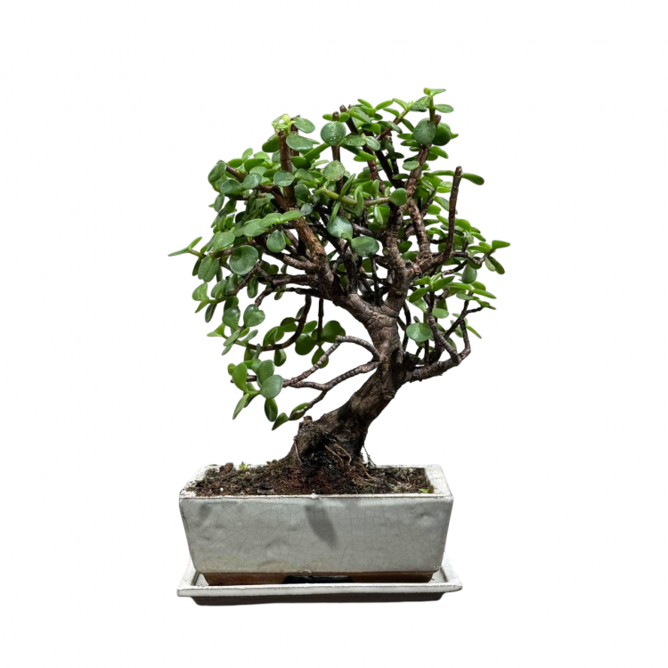 Бонсай Денежное Дерево 20 лет Бонсай Денежное Дерево 20 лет