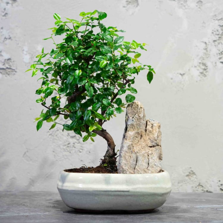 Бонсай Сагереция со скалой Бонсай Сагереция со скалой