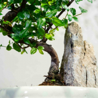 Бонсай Сагереция со скалой Бонсай Сагереция со скалой