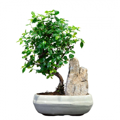 Бонсай Сагереция со скалой