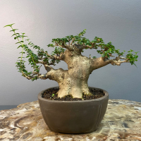 Бонсай Премна с гладкой корой 40 лет