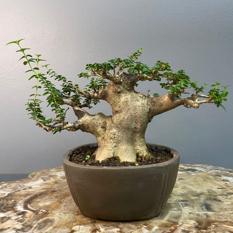 Бонсай Премна с гладкой корой 40 лет