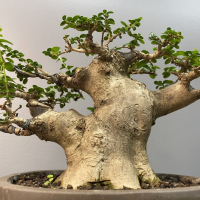 Бонсай Премна с гладкой корой 40 лет