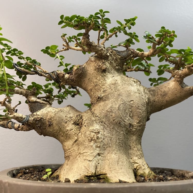 Бонсай Премна с гладкой корой 40 лет