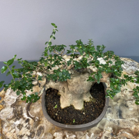 Бонсай Премна с гладкой корой 40 лет