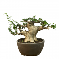 Бонсай Премна с гладкой корой 40 лет