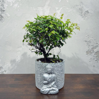 Бонсай Сагереция в кашпо "Будда" Бонсай Сагереция в кашпо "Будда"