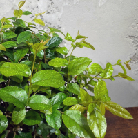 Бонсай Сагереция в кашпо "Будда" Бонсай Сагереция в кашпо "Будда"